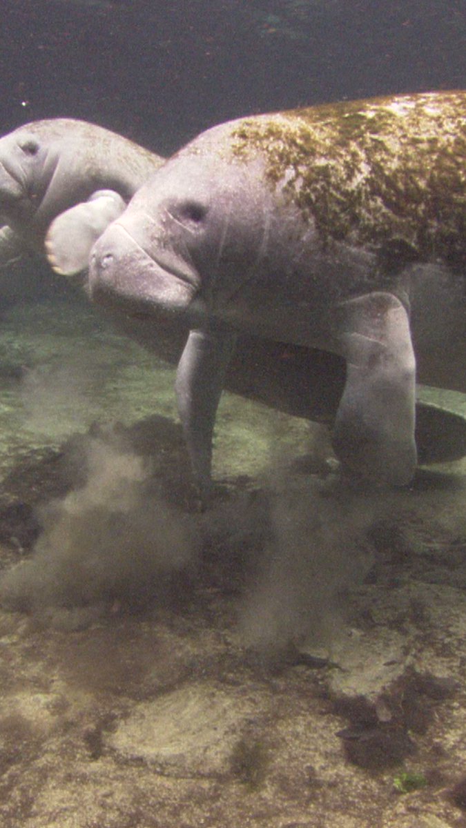 Discovery on Twitter: "Video by Robert Harding Centuries ago, manatees