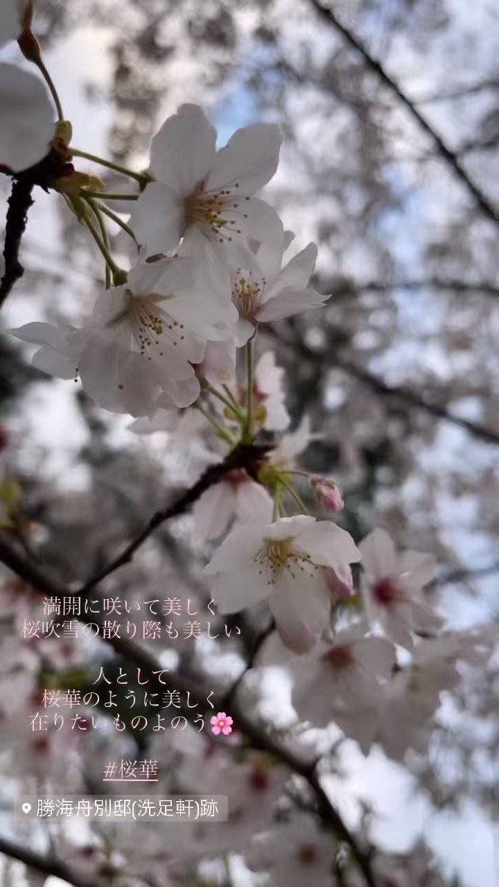 桜庭　桜華ページ 🌸桜華🪼背景から逃げるな！ (@human_soil2_oto) / X
