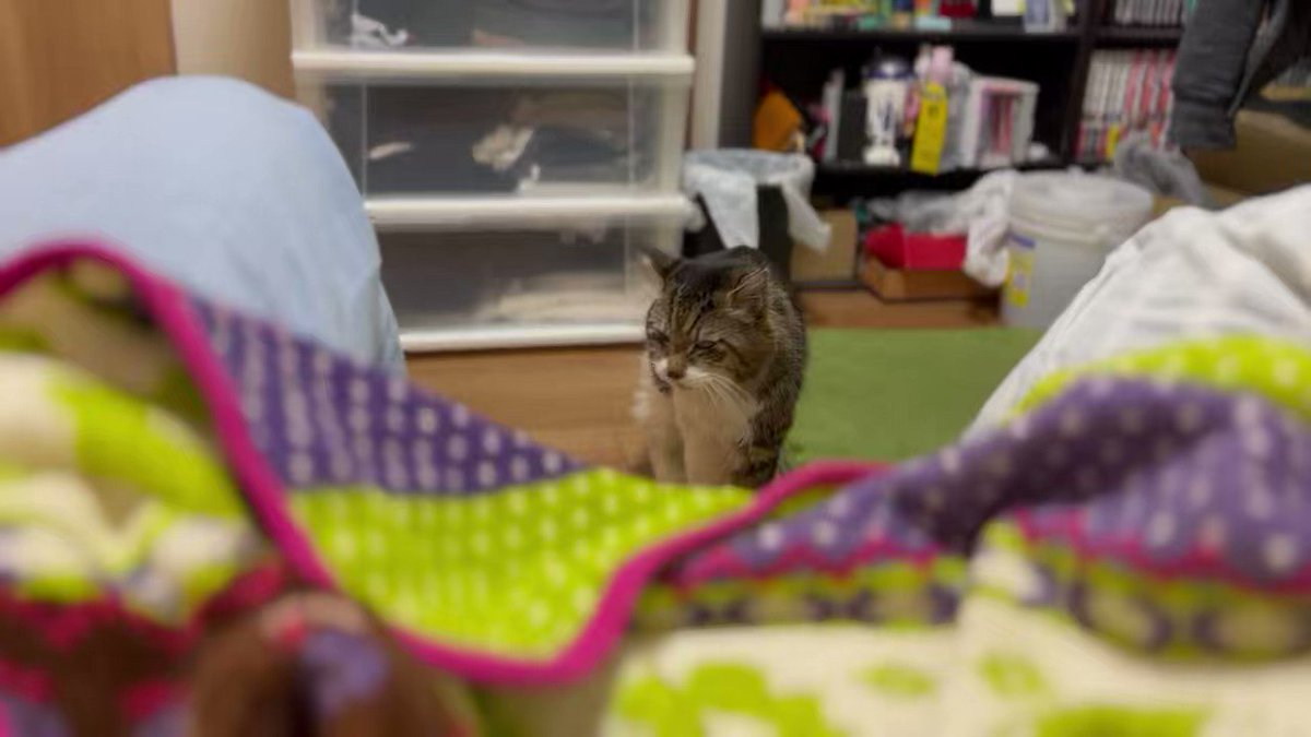 【おはよう】ニワトリ？猫？ふわふわなヤマダさんの不思議な鳴き声のサムネイル画像