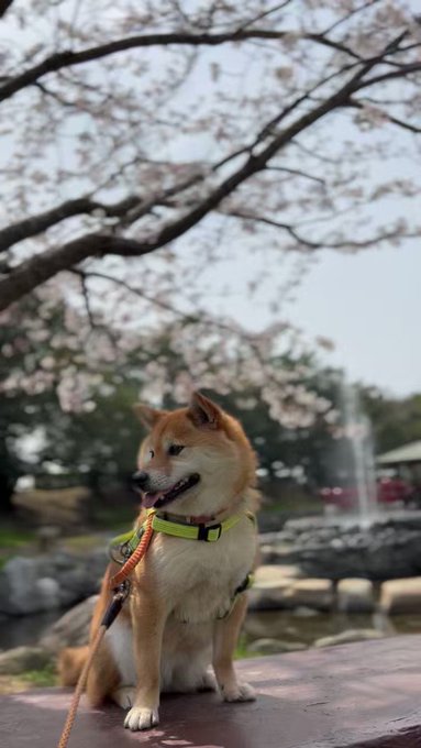 柴犬のいる風景🐕琴弾公園の桜🌸琴柱池柴犬もみじ🐕香川県観音寺市有明町2023/3/30#観音寺市 #香川県 #yuyuy