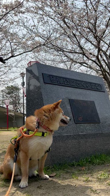 もみさんぽ２０２３琴弾公園の桜🌸琴弾公園さくら広場さくら名所100選の地柴犬もみじ🐕香川県観音寺市有明町2023/3/3