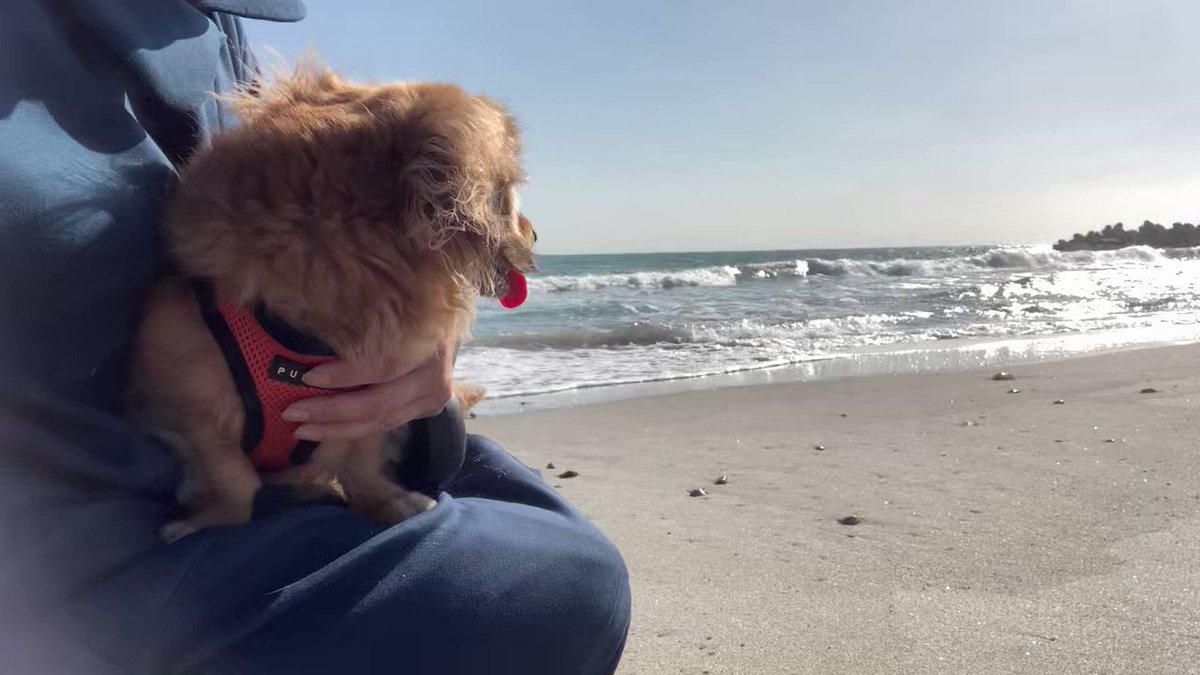 犬と行った海、楽しかったなぁと写真を見返してばかりいるランチタイム🥪
#犬 #ミニチュアダックス #中田島砂丘 #浜松市 https://t.co/y6ebcMvQEe… https://t.co/09ZV9pcIhF