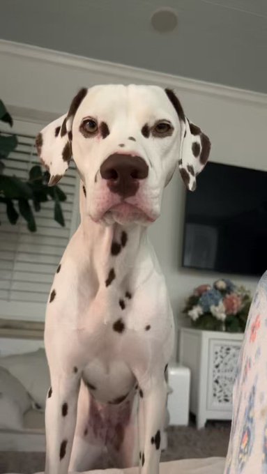 How I know my homemade organic grain free puppy snacks are >>>>> ! This is the fifth time in a row she