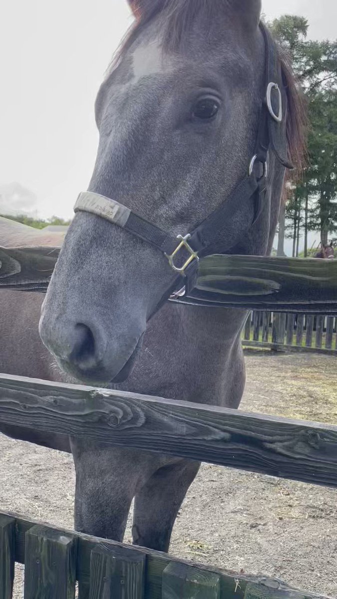 ウシュバテソーロ（オルフェ産駒）
シルヴァーソニック（オルフェ産駒）
マイネルラウレア（ゴルシ産駒）

で競馬界を圧巻してくれい‼️‼️ 