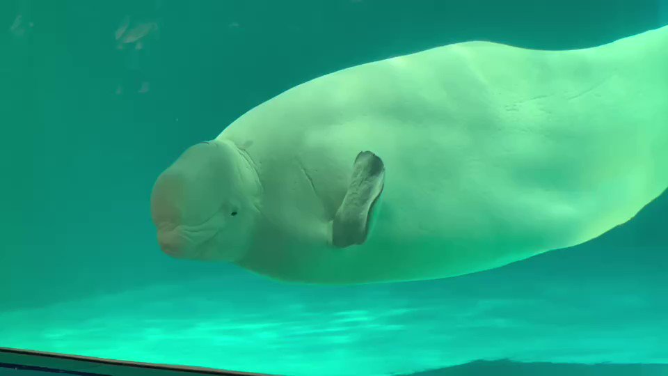 今回、ベルーガの声真似が可愛くてお土産やぬいぐるみが全てベルーガになった😂wwwはじめは飼育員さんが話して、その後にベルーガが話してます❤️マジて可愛かった😭❤️✨ 