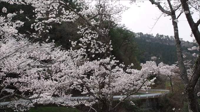 ～大満開の章～島地川ダム湖畔にある木谷公園の桜は今が満開。週末まで持つかな？？このタイトルが分かる人・・・。。。な人です