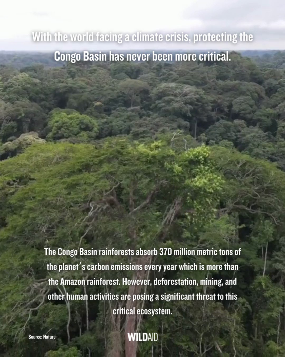 The Congo Basin is under threat - here's why we need to act now - WildAid