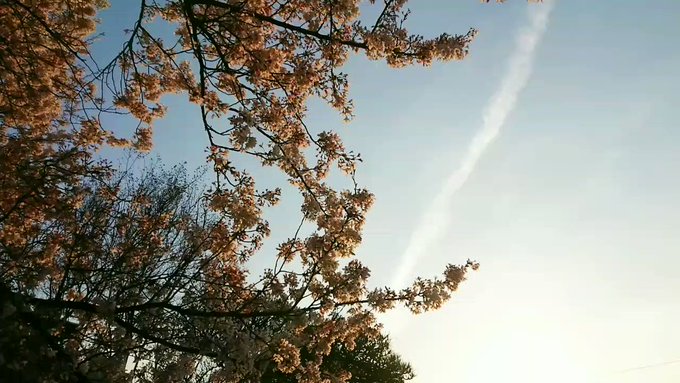 その飛行機雲とソメイヨシノです。ヒラヒラと舞い降りる桜の花びらは、ピンクの淡雪のような絨毯が敷かれていました。あ、これは