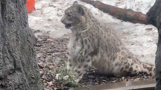 今朝のユキヒョウのユーリ❄️🎋#旭山動物園　#asahiyamazoo#ユキヒョウ　#snowleopard#もうじゅう