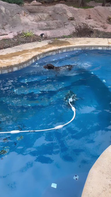 my baby boy ? always loved swimmin n playin with jets https://t.co/UG5gAj1hGI https://t.co/q2daxppRd