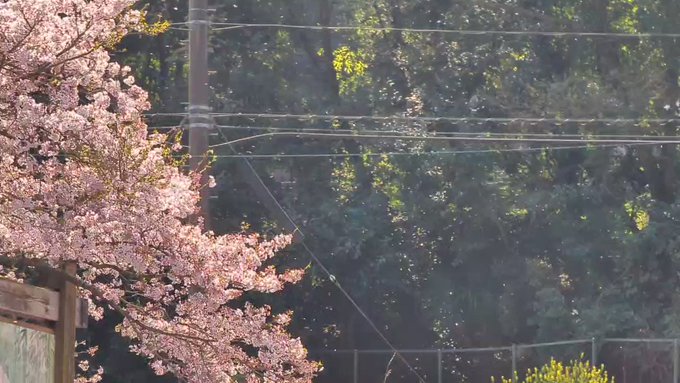 タケノコ掘ったあと、秒速5センチメートルを見ていたら、手前の川辺をカワセミが飛んでいった。自然豊かな小倉南区。 