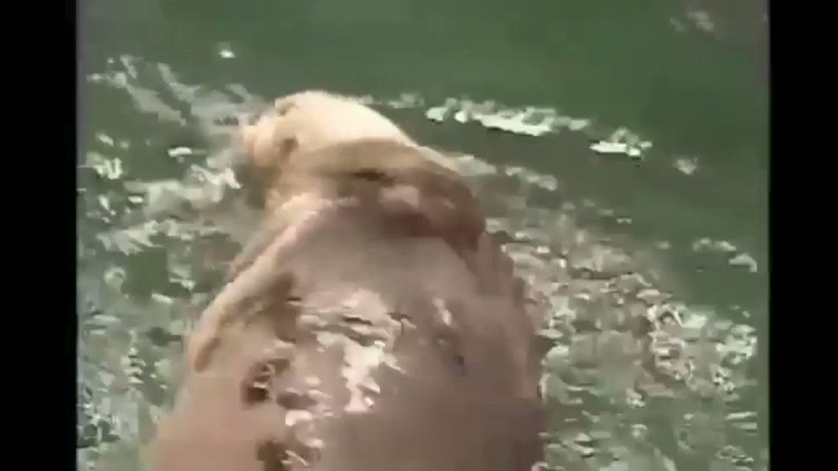 僕がラッコと喋るとこうなってしまう。