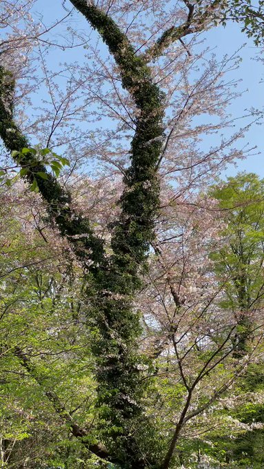 『ねぇ、秒速５センチなんだって』『え、なに？』『桜の花の落ちるスピード。秒速５センチメートル』『ふーん・・・。明里そうい