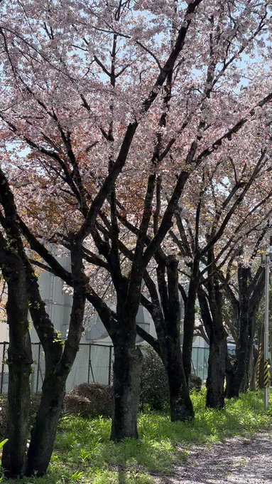 秒速5センチメートルのような桜吹雪🌸#ぬ人 