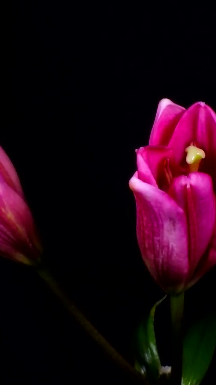 Karms𓂀☆ on Twitter "Flowers Bloom In A Dark Room 🥀 Out now on all platforms https//t.co