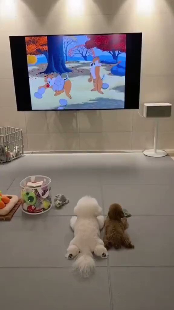 Watching a cartoon 

Dogs Brain Training
https://t.co/hxi1dnyiYd

#dog #dogs #pet #doglover #cutedog https://t.co/Ogh3O4ONYt