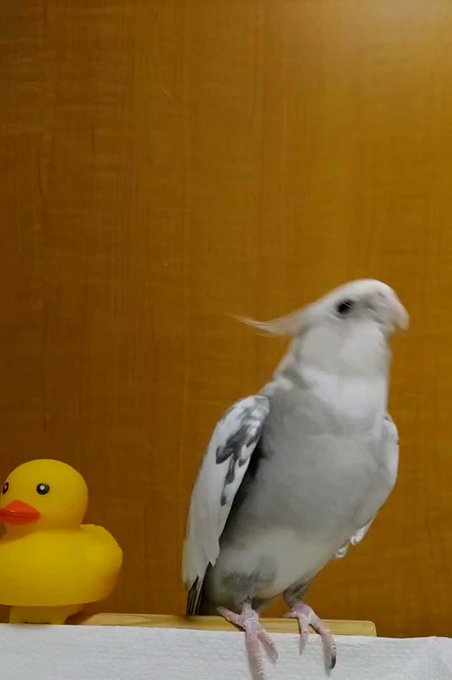 おはようございます✨🐥リン🎵トトロ(…先に進まない💦)#オカメインコ新入り君?!と微妙な距離継続中💦🐥🎶ｷｲﾃｸﾚﾃ💖ｱ