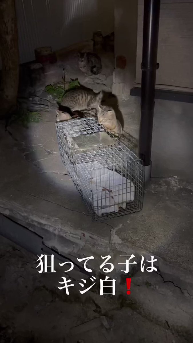 なまえのないねこ - Search / X
