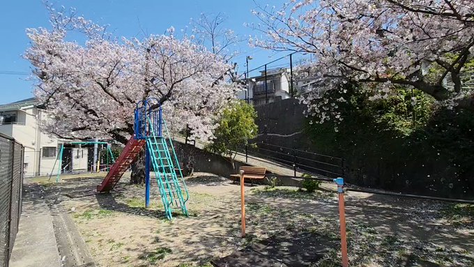 桜の雪が吹雪く公園が幻想的です長崎の東山公園にて。#色づく世界の明日から 