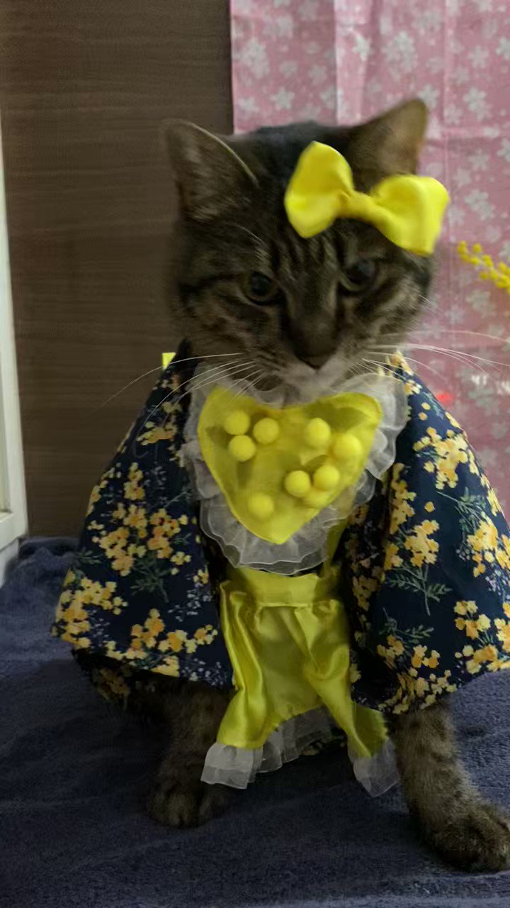 着物女性と猫 猫と着物 - Search / X