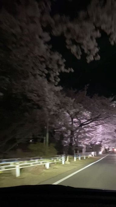 夜の森北側の桜ライトアップ🌸デミちゃんの車窓から。 