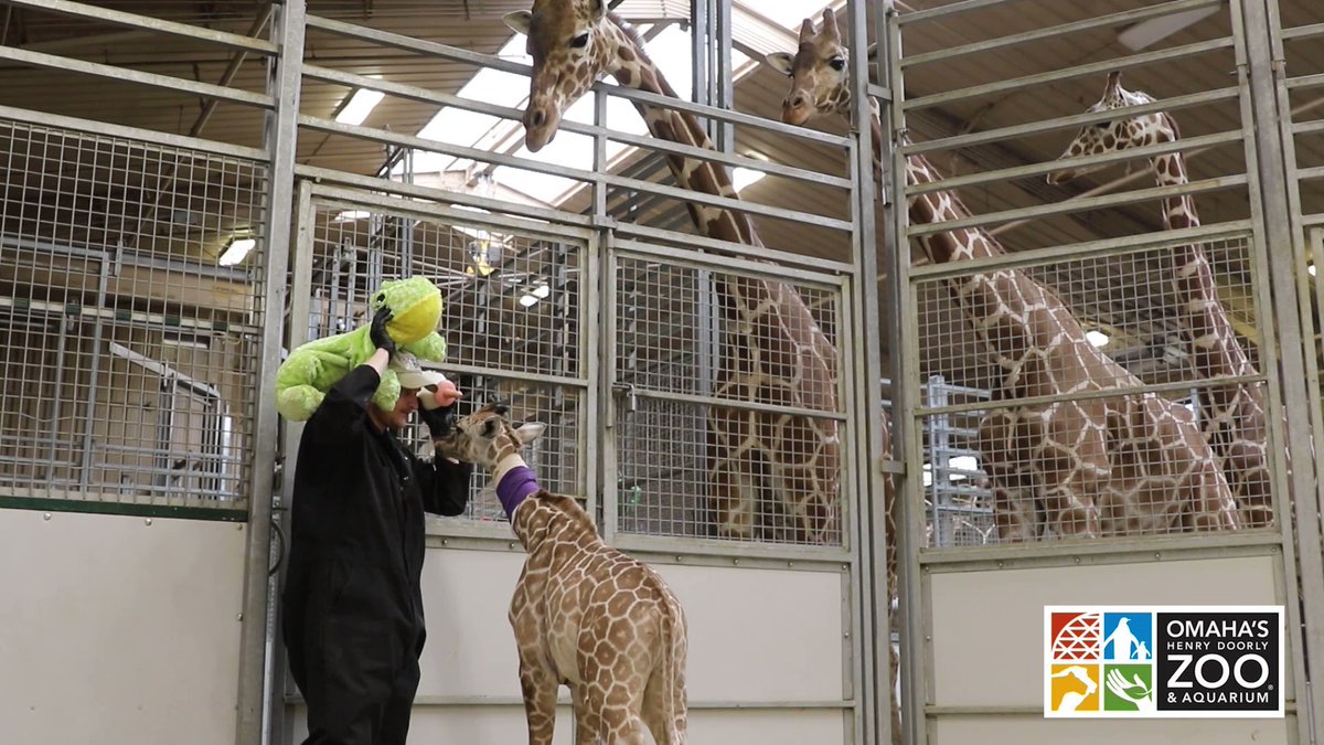 Are Dogs Allowed At The Omaha Zoo