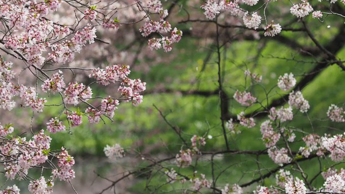 桜吹雪。「秒速5センチメートル」よりずっと早く落ちてゆくみたい。  