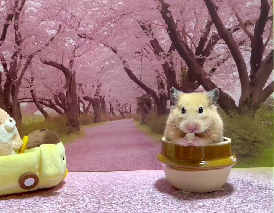 @yumi_yummy06's video Tweet @yumi_yummy06's video Tweet