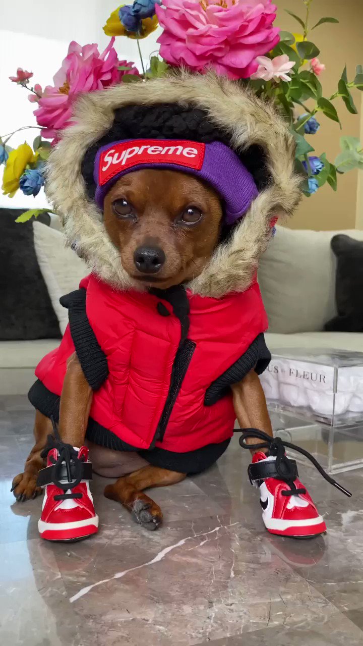 CoCo Designer Dog Hoodie | Dog Hoodies - Supreme Dog Garage