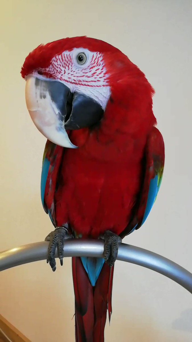 コミドリコンゴウインコ