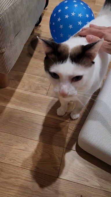 売れ筋がひクリスマスプレゼント! ぐで猫 ぐでねこ 猫ちゃんと