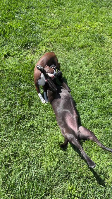 Watching pork teach Anaya and play with her so gently is so beautiful. He’s such a sweet soul! https://t