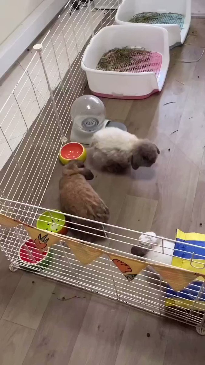 Kinko on Twitter "RT rabbit_lover24 Bunny circling dance 😛"