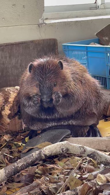 ベロア M ブラック グリーン ビーバー beaver 別注 新品 2 | www