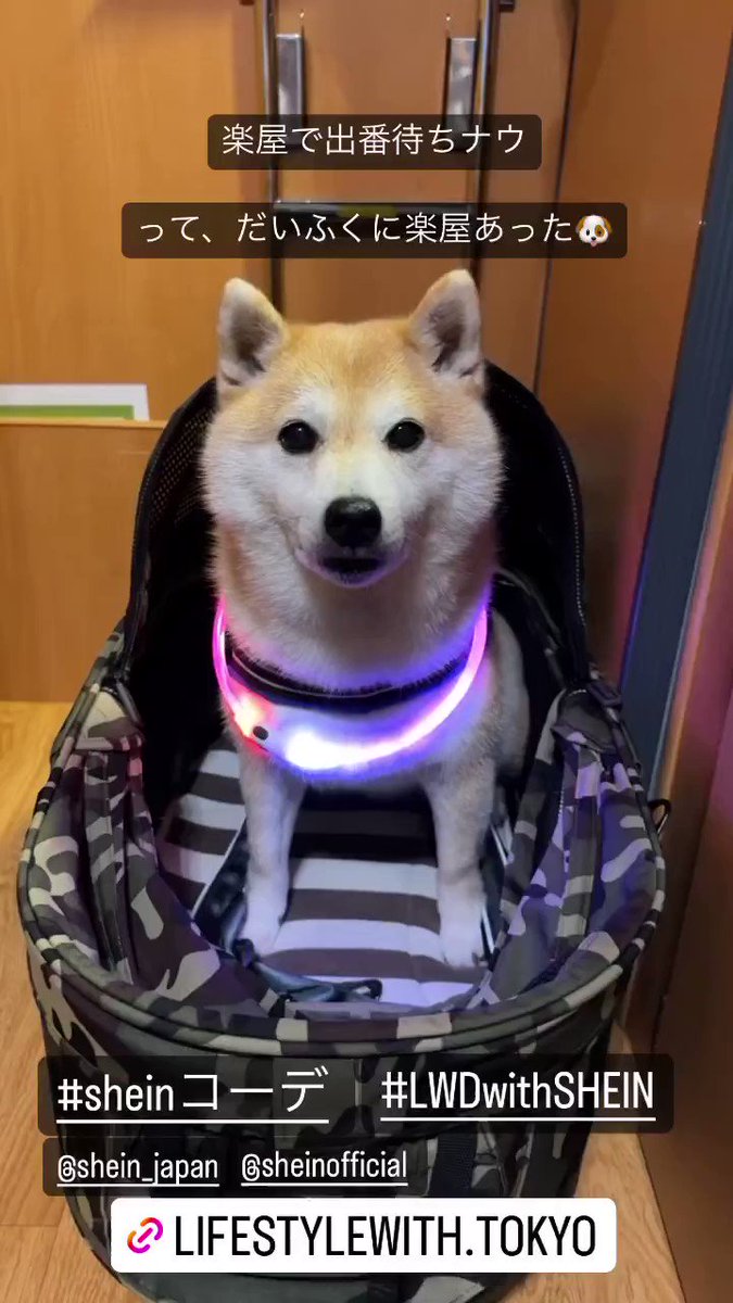 柴さん専用 6230 柴犬伏せ：おもちゃ：百町森