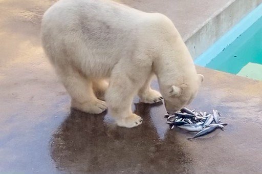 男鹿水族館 GAO ホッキョクグマ メダル mikrotik.ru