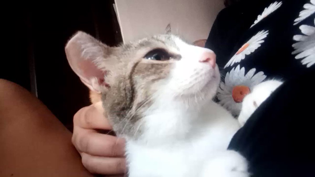 When a cat is your soulmate, it feels like the world is much mote innocent and pure. She's my lifeline, my savior, my daughter and friend. Happy International Pet day even though you're never just a pet to me. Please let me die before you charot I hope we die at the same time! https://t.co/KY2Kr0Gcob