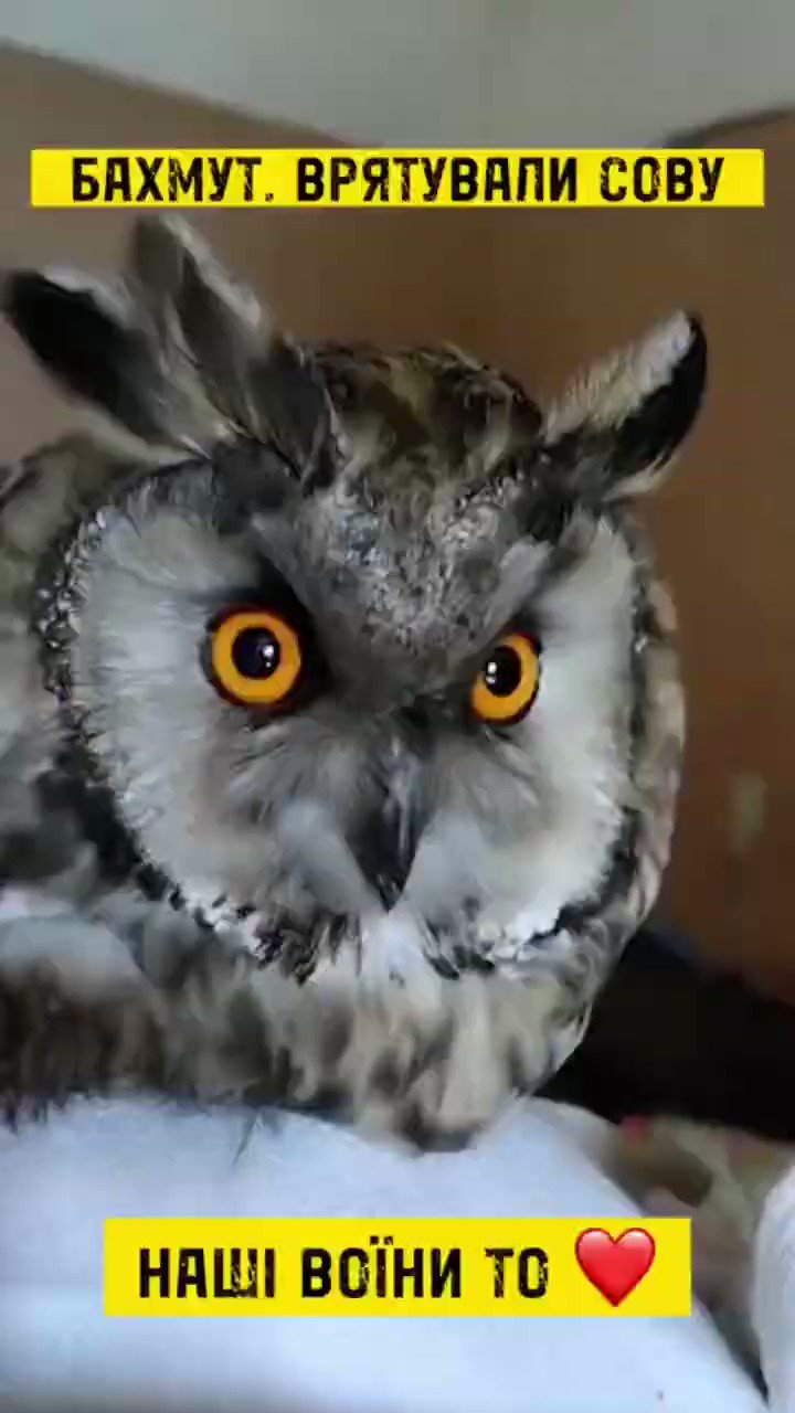 angry owl meme