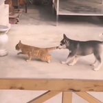 まるで1本の映画を観ているよう。ワンコに復讐する為に身体を鍛え上げた猫達のストーリー