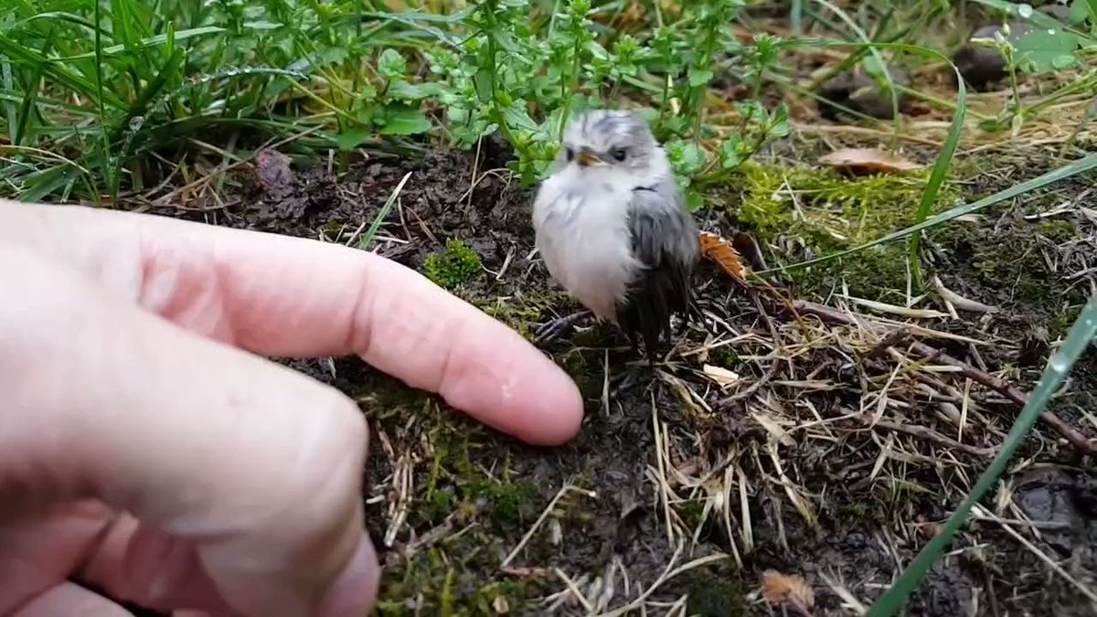 Nature Is Amazing ☘️ On Twitter Tiny Wet Bushtit