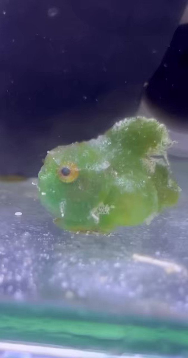 「かわいい」という言葉しか出てこない！可愛すぎる「ダンゴウオ」。