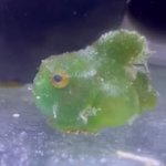 「かわいい」という言葉しか出てこない!可愛すぎる「ダンゴウオ」。
