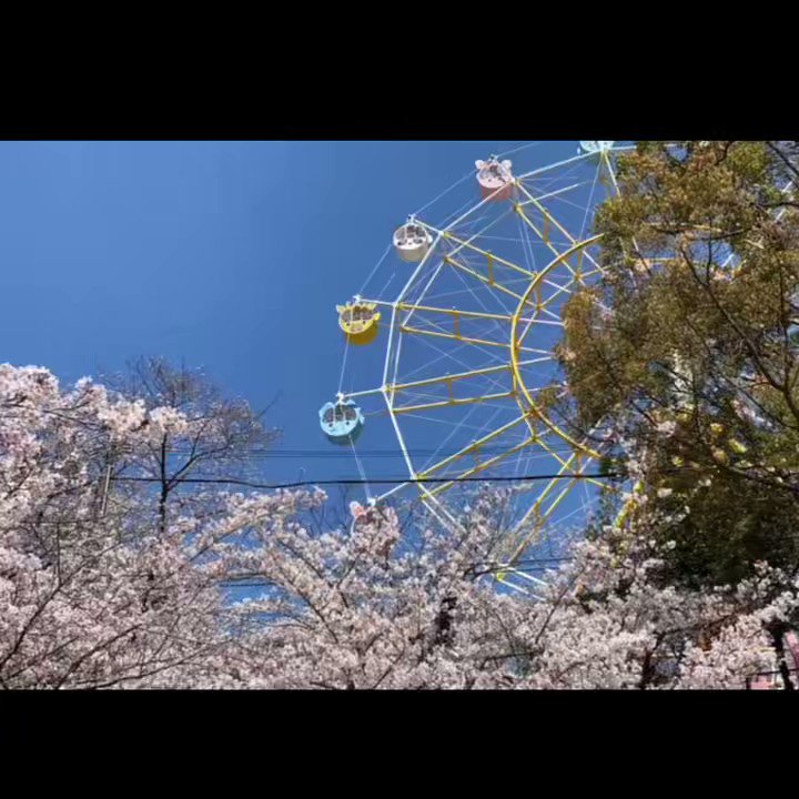 お花見した人も忙しくて見逃しちゃった人も、桜が満開の動物園で私と一緒にお散歩しよう？ 🚶‍♀️本編はこちら https://t.co/JbA289R49L