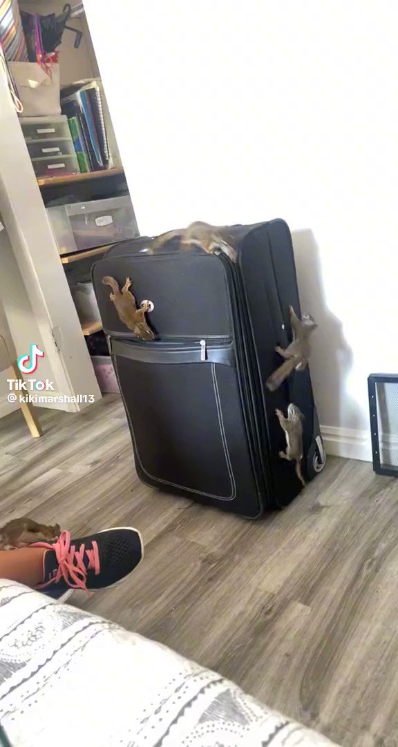 RT @Wieneraaron: When you check your baggage. https://t.co/wlJ0AeoO2x