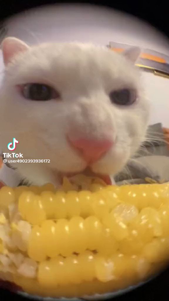 Cats Eating Corn SaveA11yBots on Twitter "I love the cronches https//t.co/tg2E4xG6m3" / Twitter