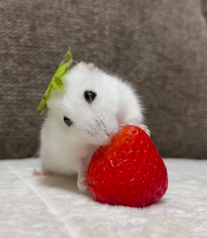 The いちご大福🍓

#おこめ
#ハムスター
#いちご大福の日 https://t.co/Mqqn89RsnY