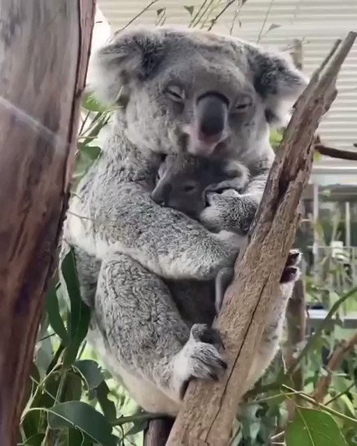 Dagny Taggart on Twitter "A mothers love is like no other . Good night 🥰"
