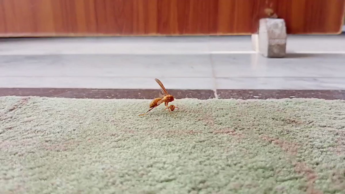 Weird and terrifying on twitter bee trying to reattach its head 