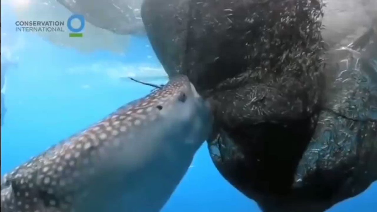 Акулы киты видео. Китовая акула жабры. Малек китовой акулы. Акулы киты видео. Китовая розовая акула.