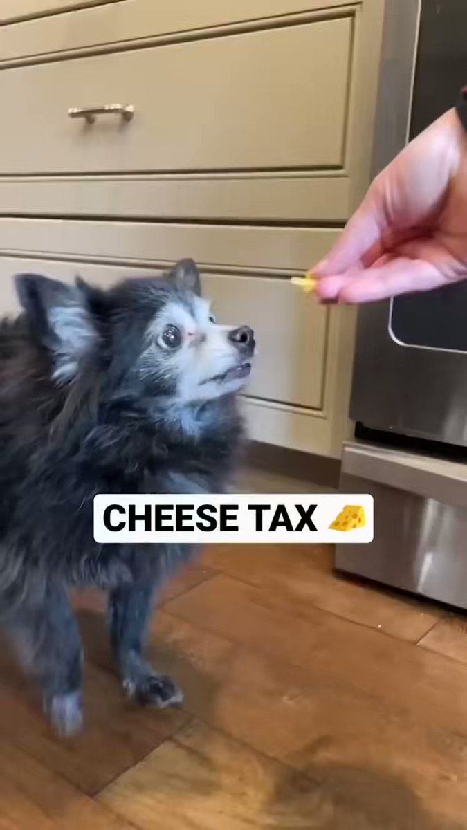 DOUBLE THREAT on Twitter "CHEESE TAX DAY!! The TikTok maestro behind 